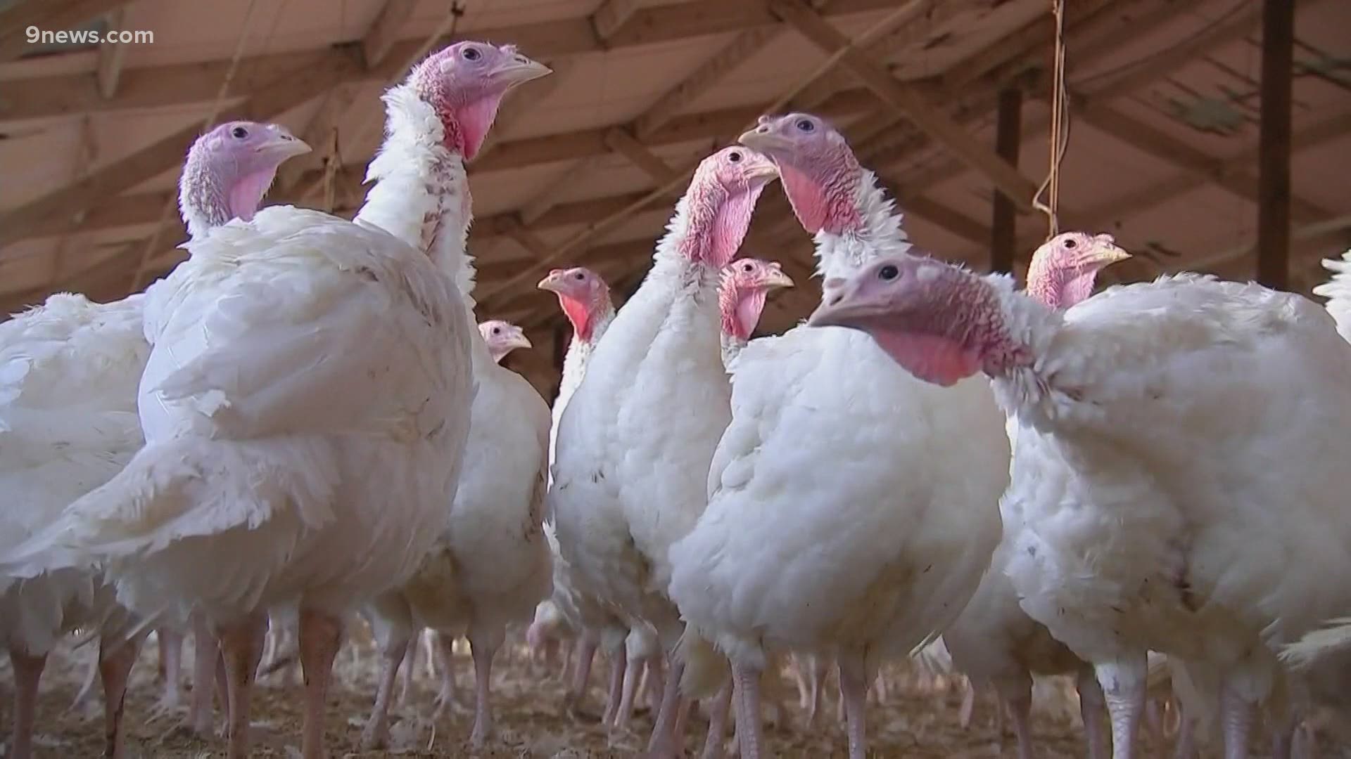 The turkey market is a lot different this year due to the coronavirus pandemic. Smaller birds are in demand as people social distance, impacting farmer's plans.