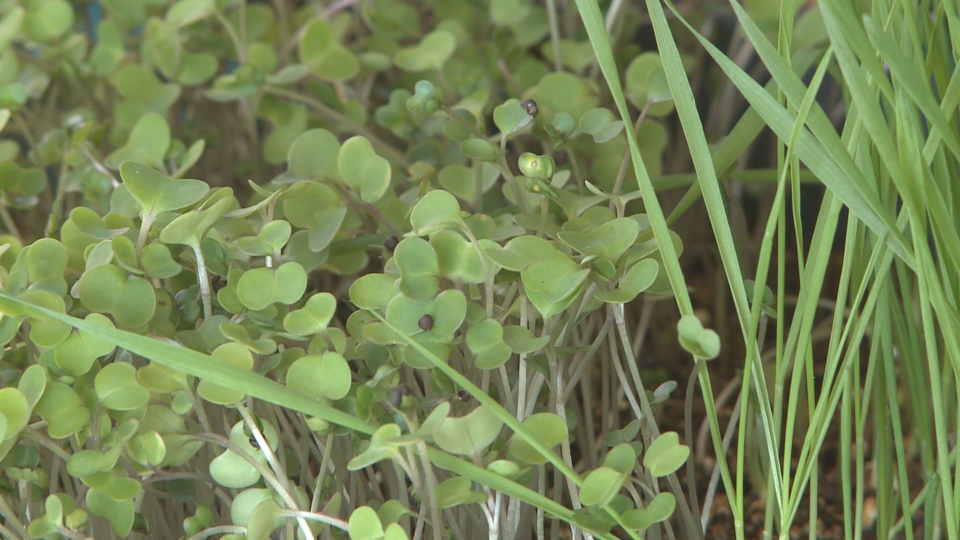 Microgreens and sprouts are easy to grow and delicious in salads and other dishes.