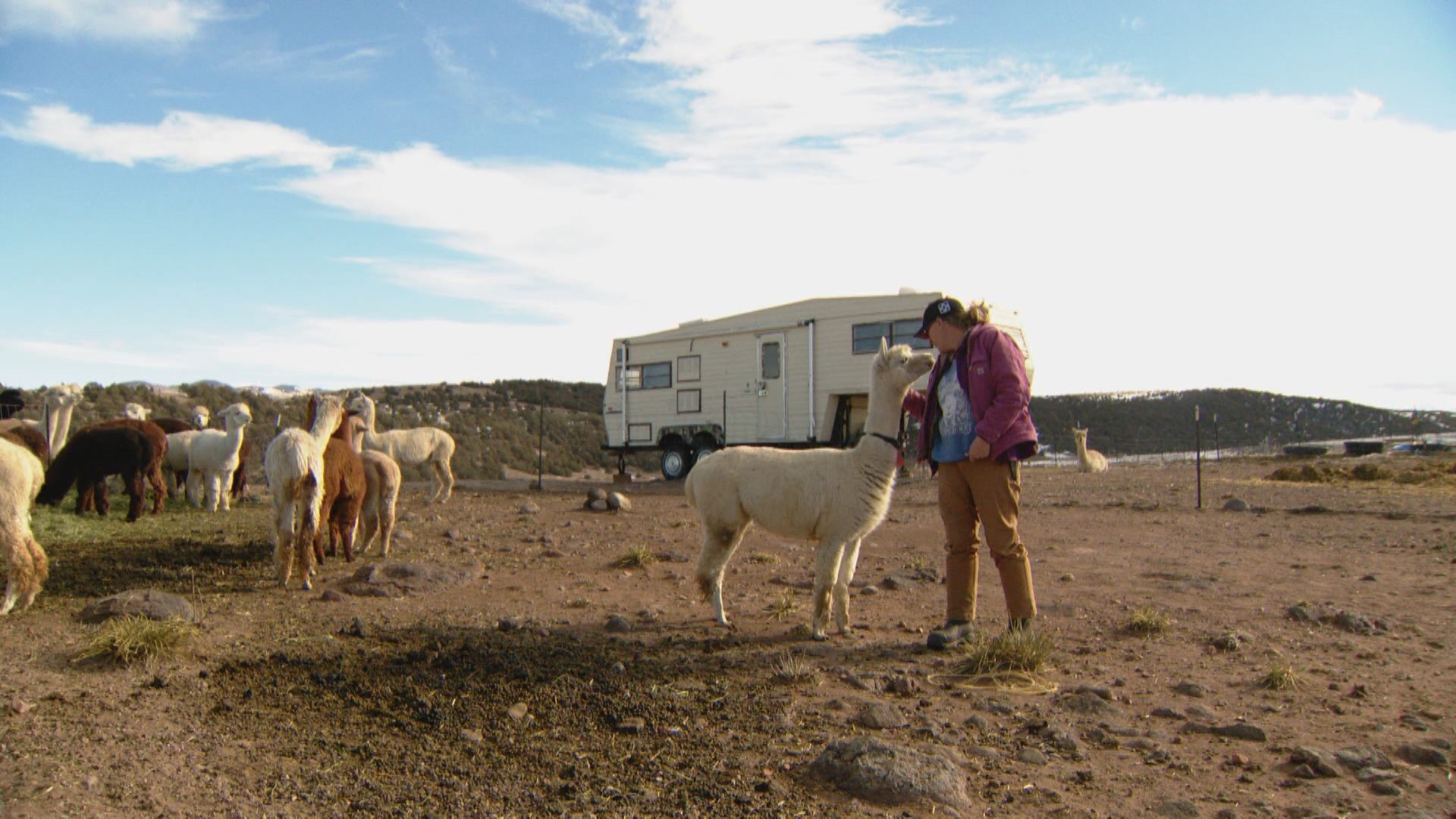 Tenacious Unicorn Ranch a safe haven for trans community, alpaca