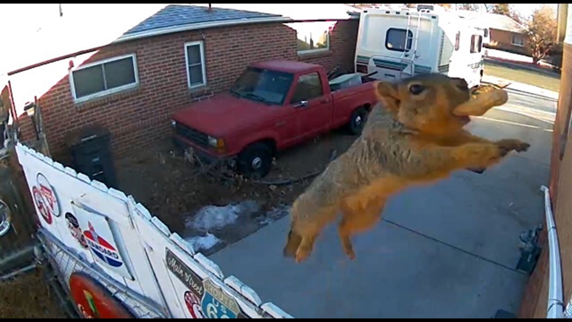 Nextdoor freaks out over 'super squirrel' caught on Ring camera