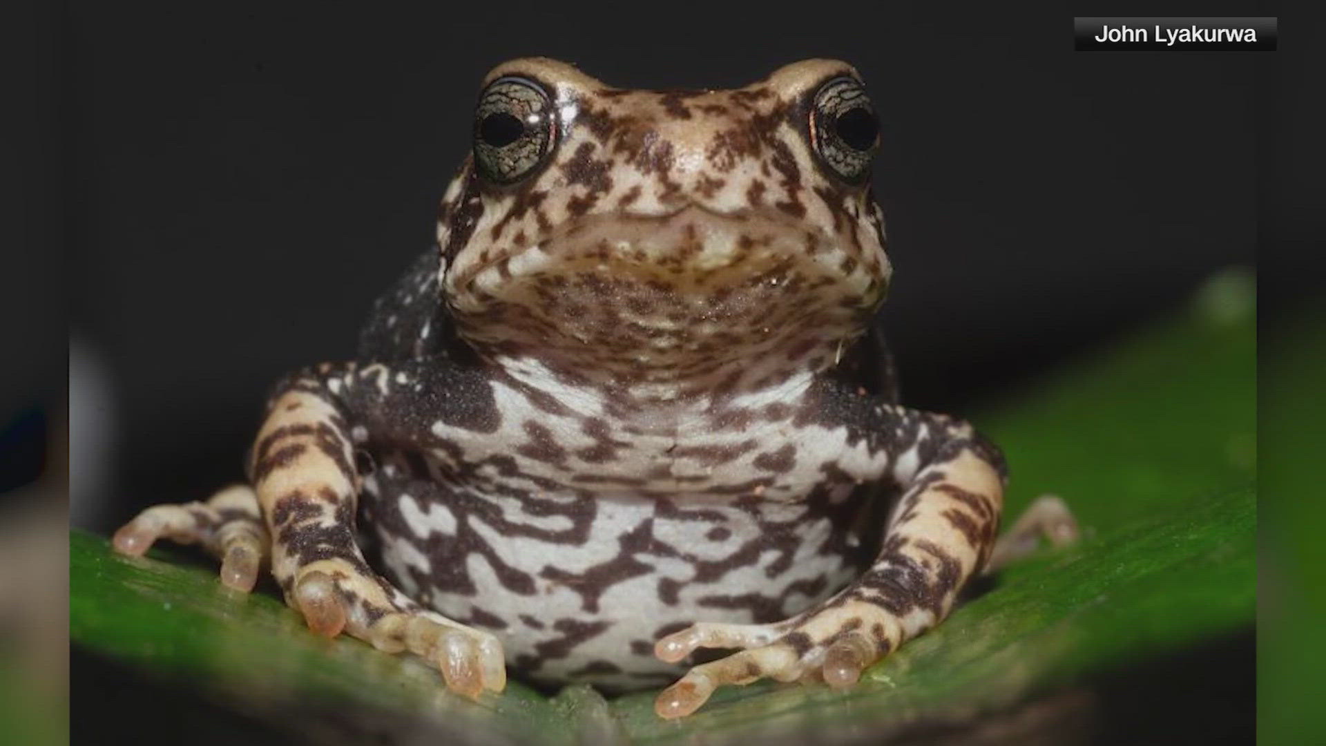 New tree toad species give birth | 9news.com