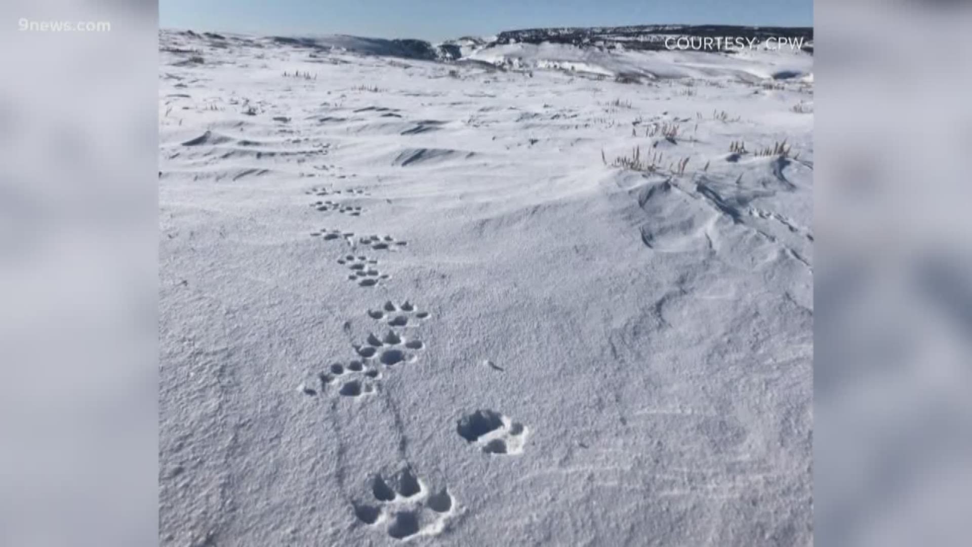 A pack of wolves in northwest Colorado has been spotted again ... and that means they're likely sticking around Moffat County.