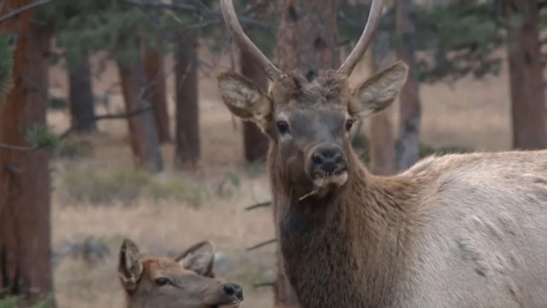 Every year from late-September to mid-October hundreds of elk descend to the lower meadows of Rocky Mountain National Park and attempt to fall in love.