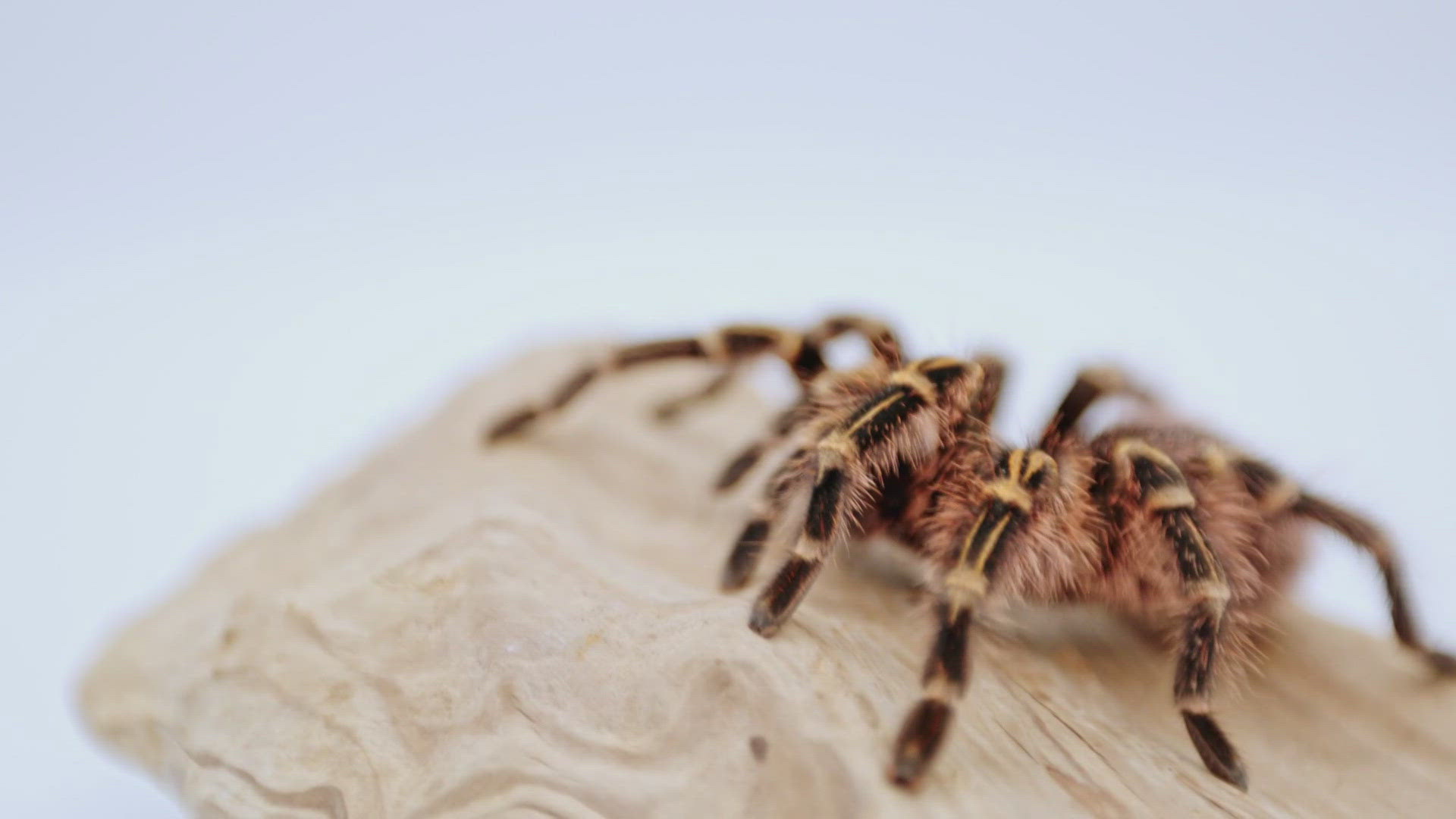 The Butterfly Pavilion has a new buddy for Rosie the tarantula.