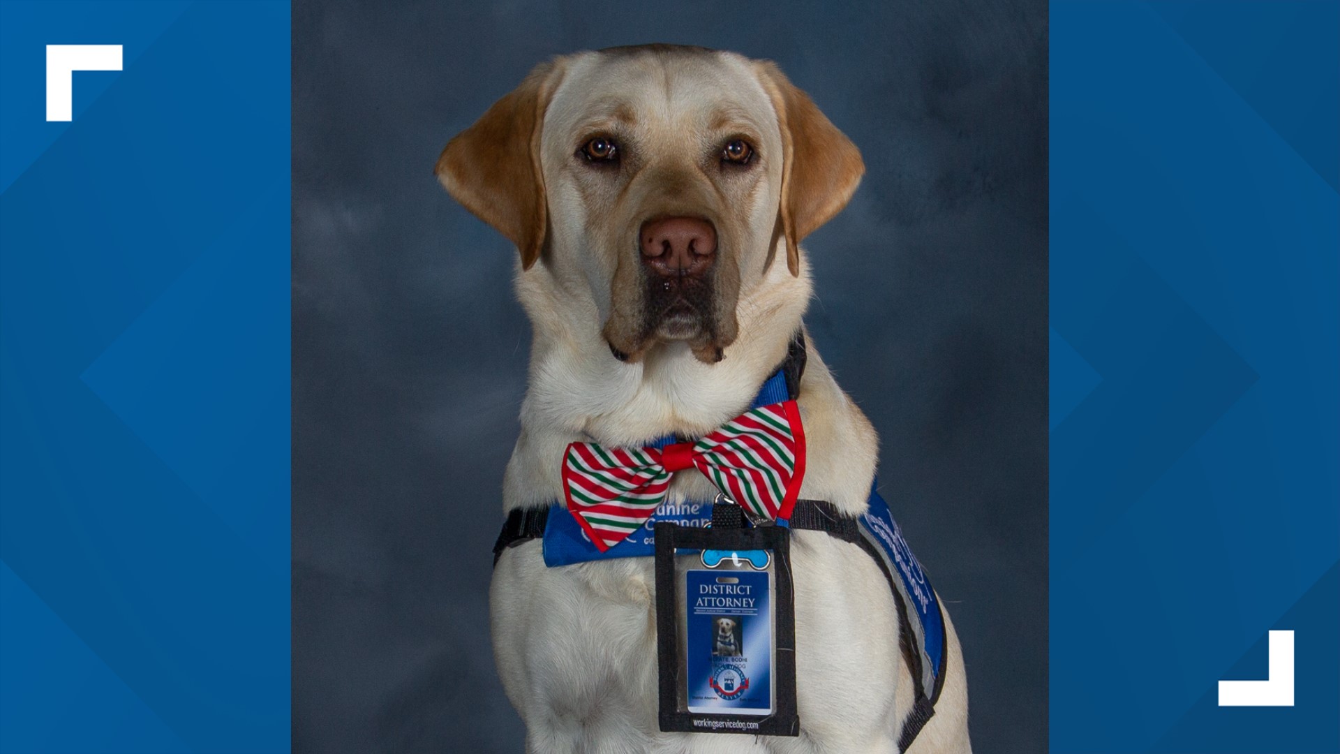 New service dog at Denver courthouse to provide comfort in the courtroom |  