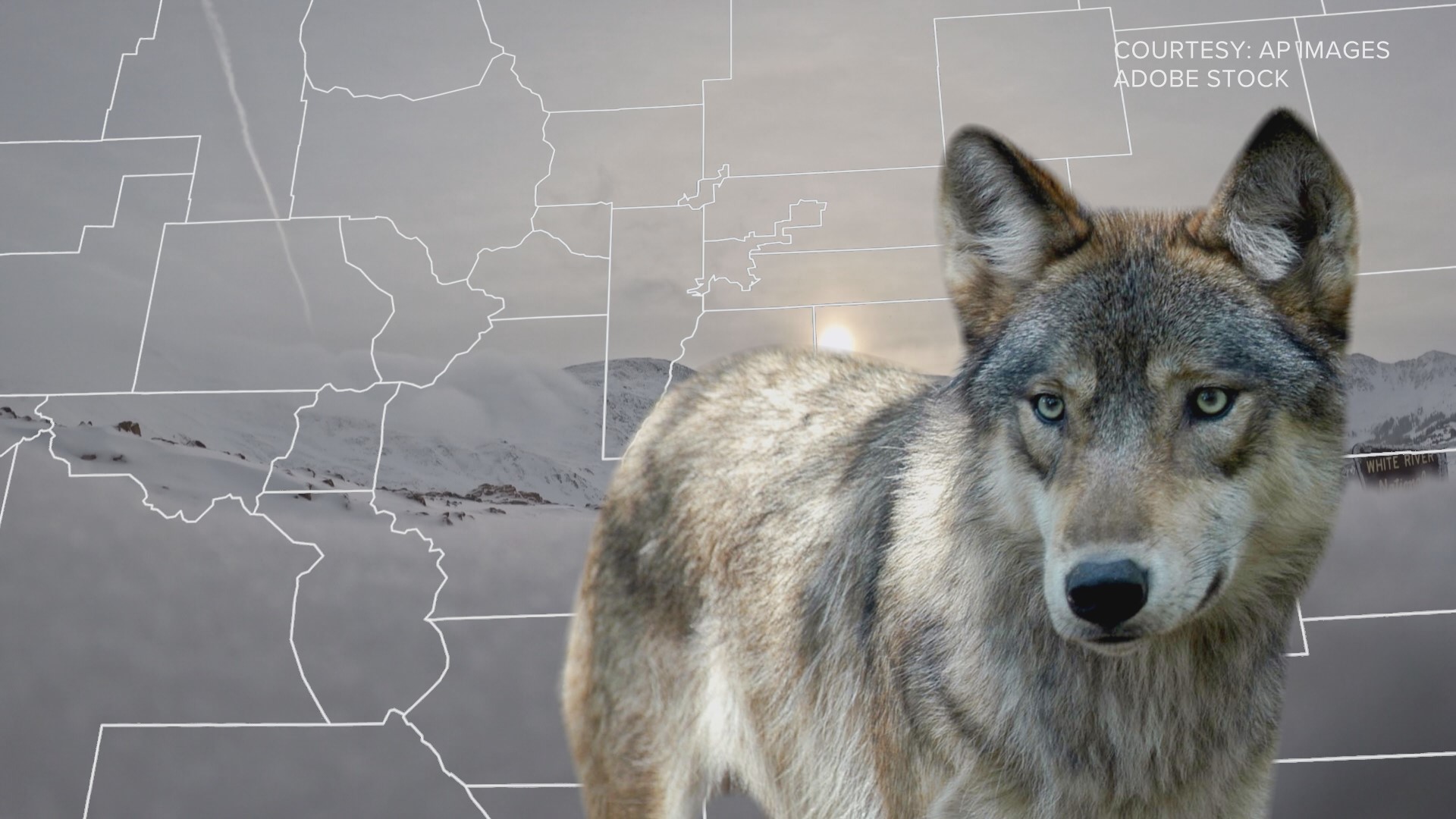 Colorado received thousands of public comments about its wolf management plan. Only one came from another state government: Utah.
