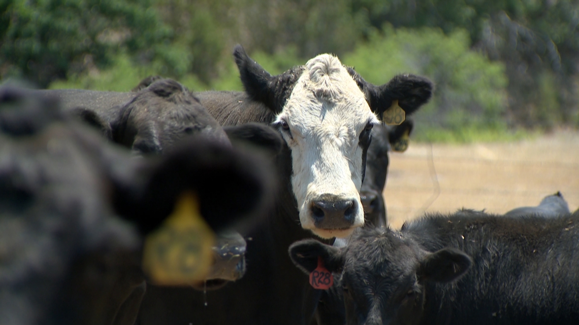 Colorado rancher may be forced to sell cattle herd after wildfire