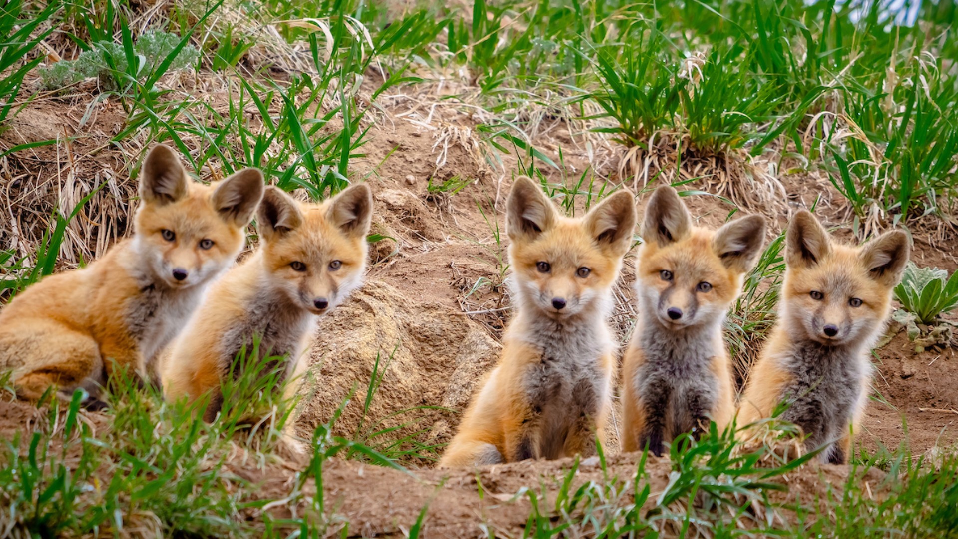 Do Not Disturb Why Cute Baby Animals Are Best Left Alone 9news Do Not Disturb Why Cute Baby Animals Are Best Left Alone 9news