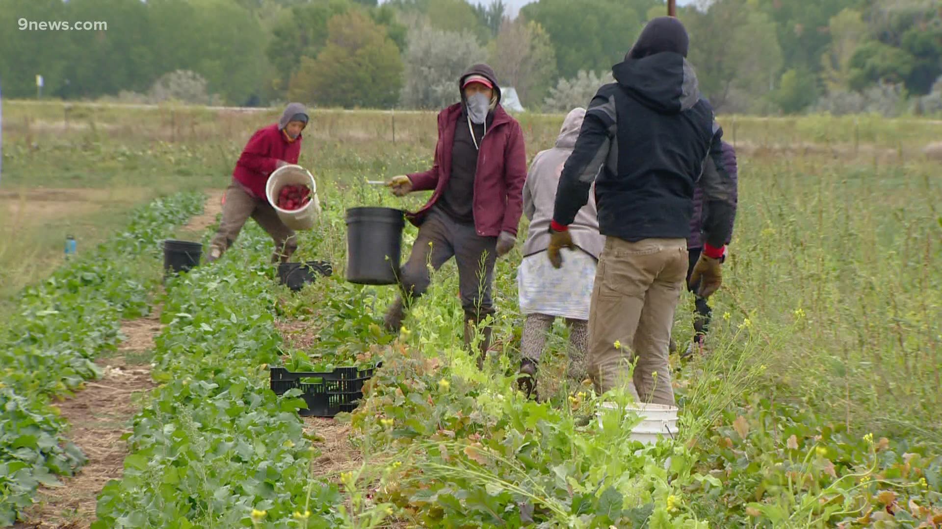 With a community of harvesters, they got to work on Monday picking as much as they could before the storm.