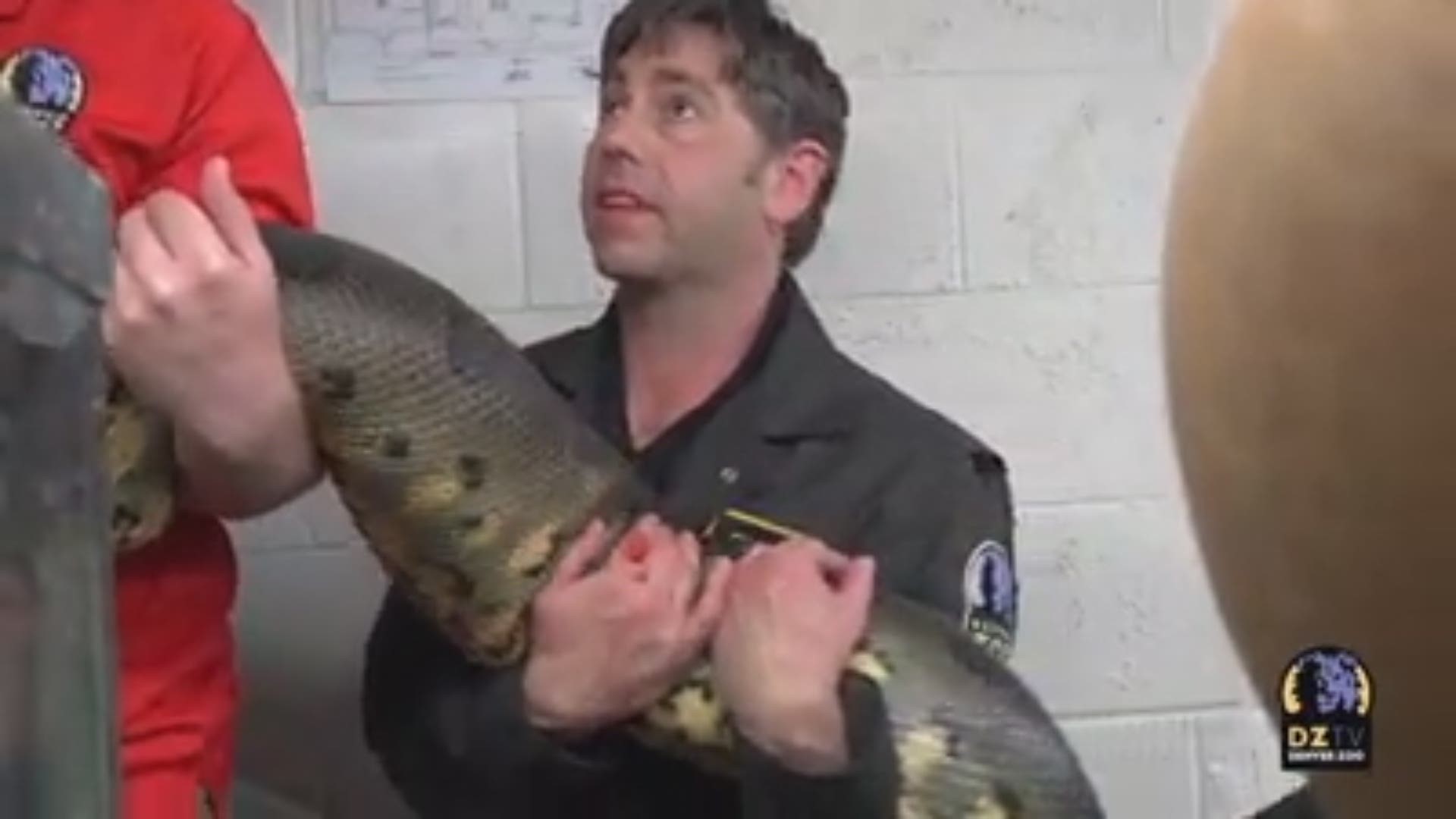 The Denver Zoo Weights Its Anaconda Named Jayloe 9news Com