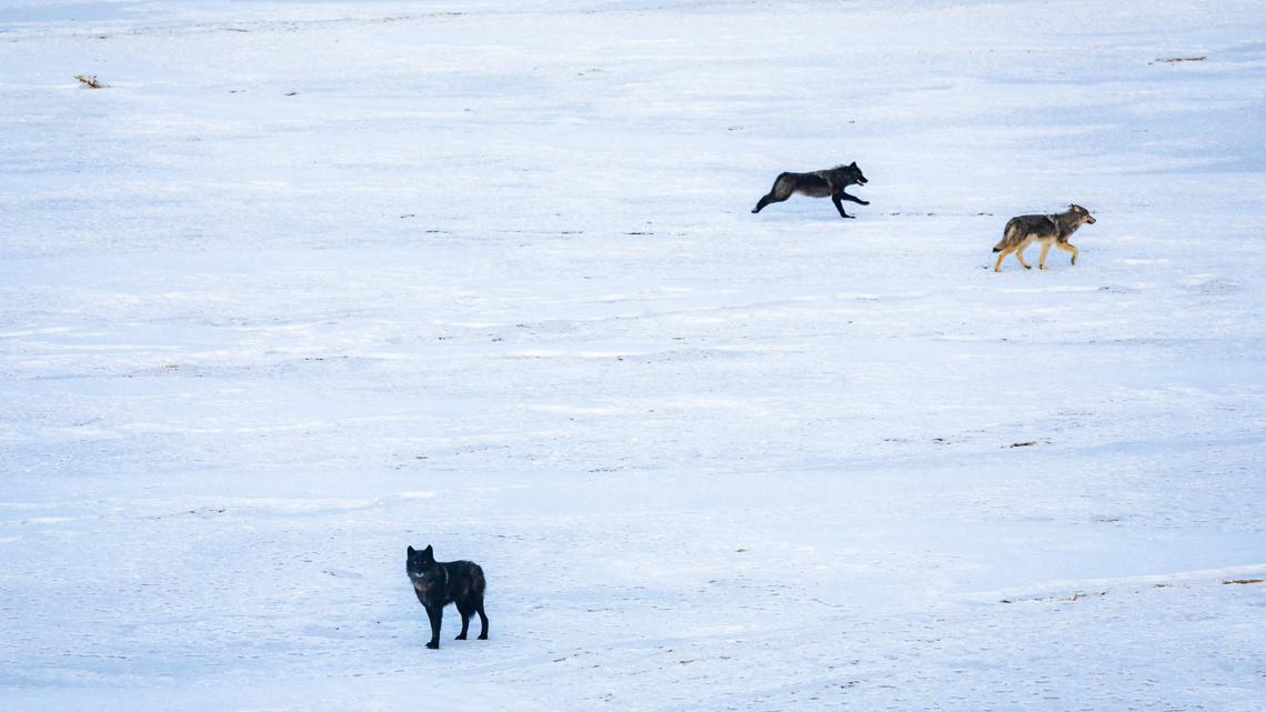 Grand County Commissioners accuse state government of violating wolf management plan