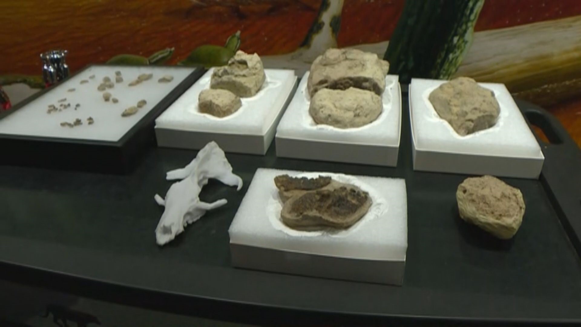 Scientists at the Denver Museum of Nature and Science revealed that rare fossils were found in Colorado Springs from the time after the dinosaur extinction.
