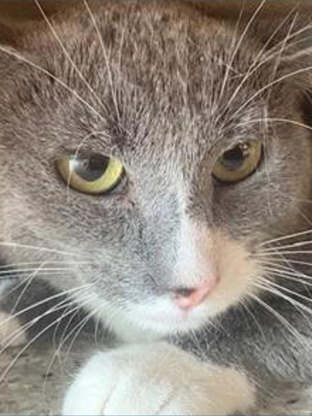 Colorado animal rescue saves over 100 cats, dogs in cruelty case ...