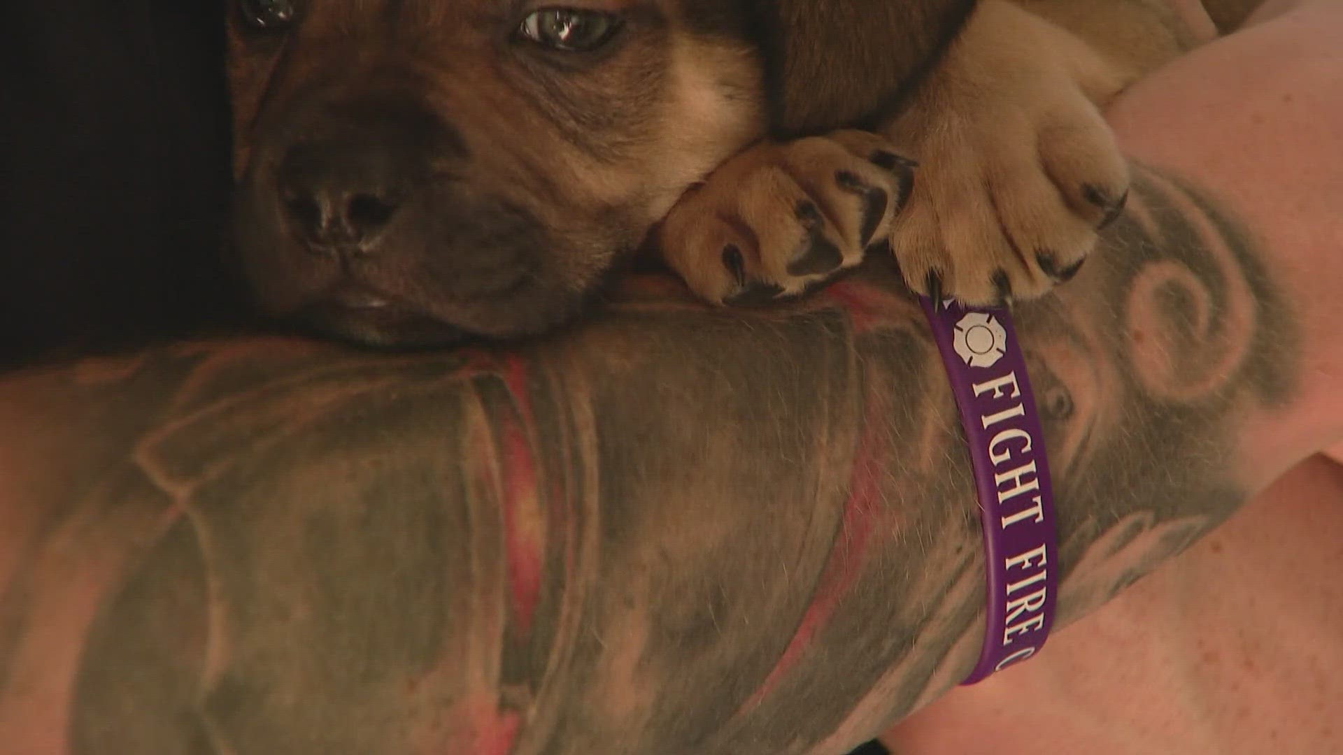 Someone brought the pups to the Arvada Fire Station on West 68th Avenue earlier this morning. One of their firefighters decided to keep a puppy and named him Pierce.