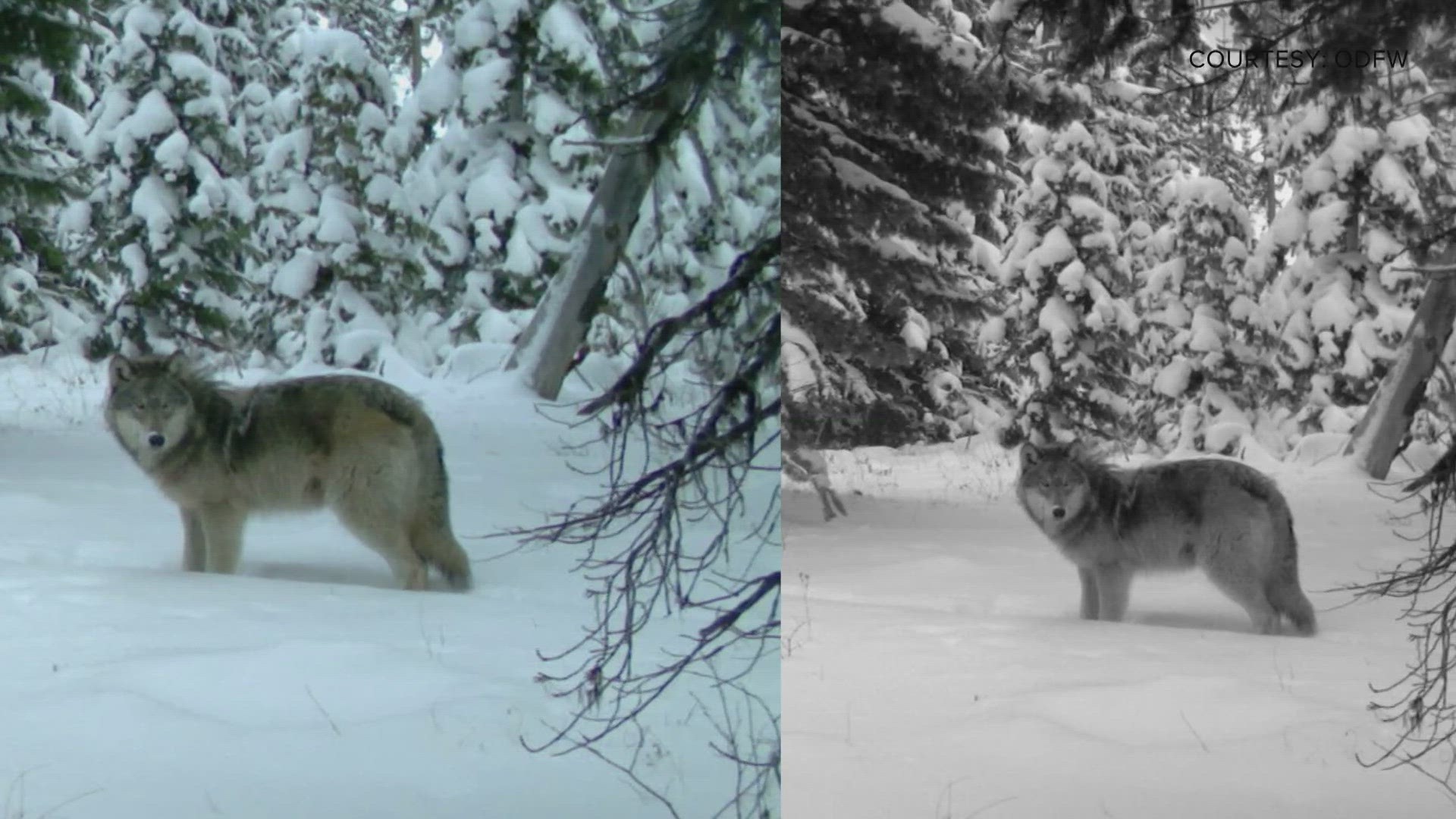 Colorado Parks and Wildlife staff are about to head to Oregon. Their goal is to capture wolves and bring them to Colorado.