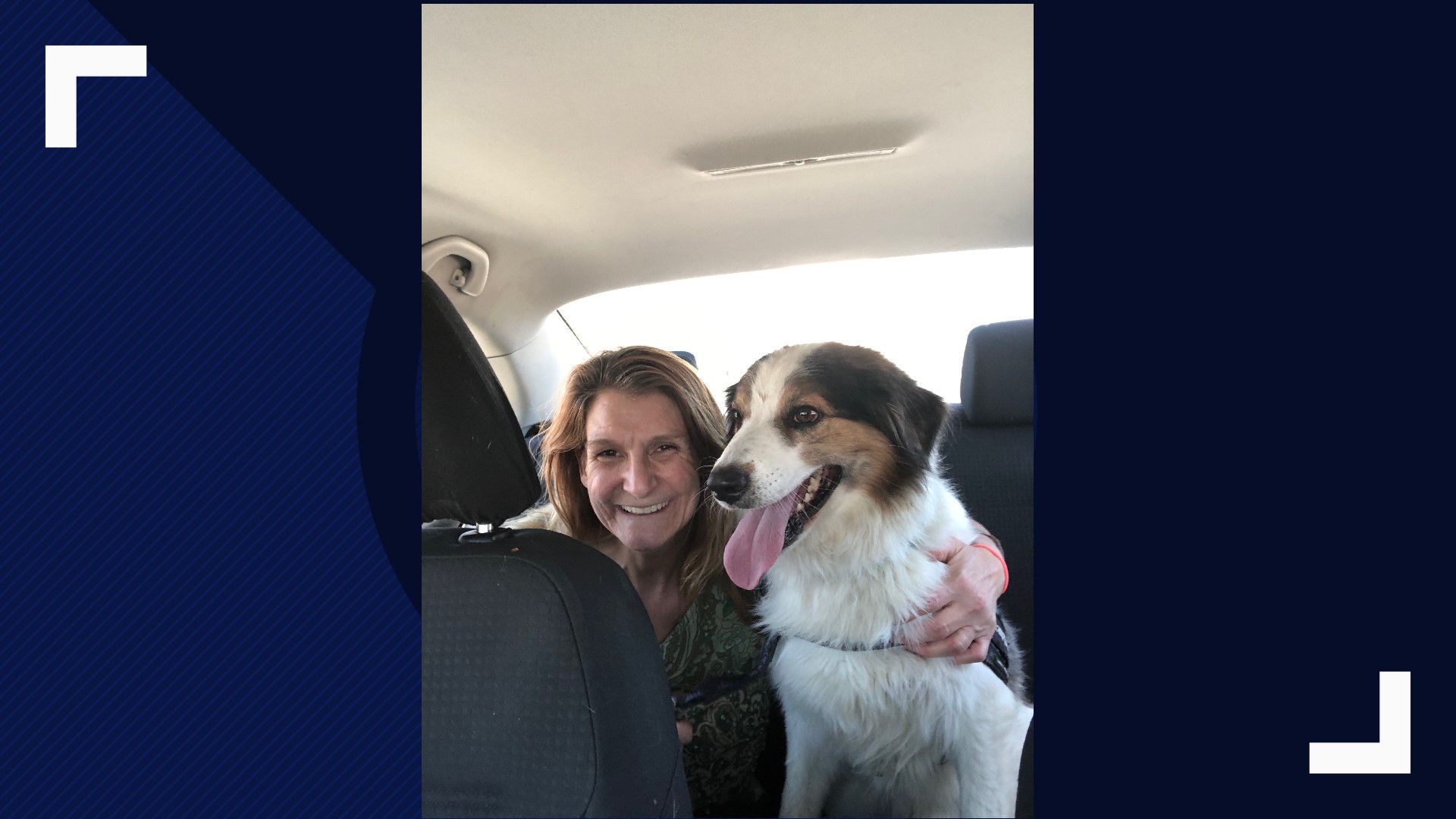 Dave the dog was found; he went missing after his owner was seriously ...