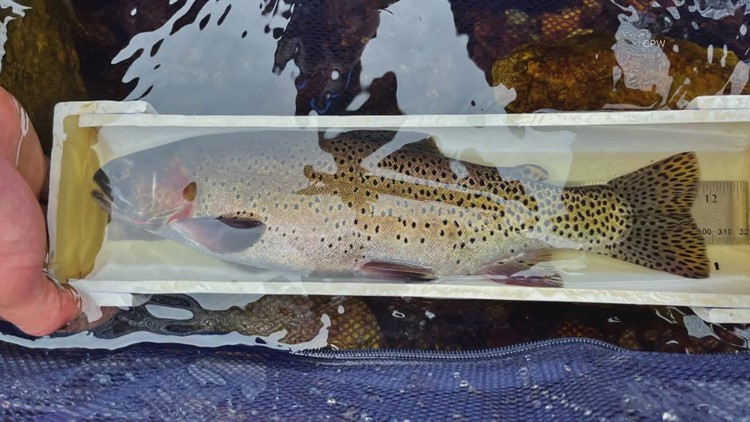 Colorado state fish, once believed to be extinct, is naturally reproducing in the wild once again