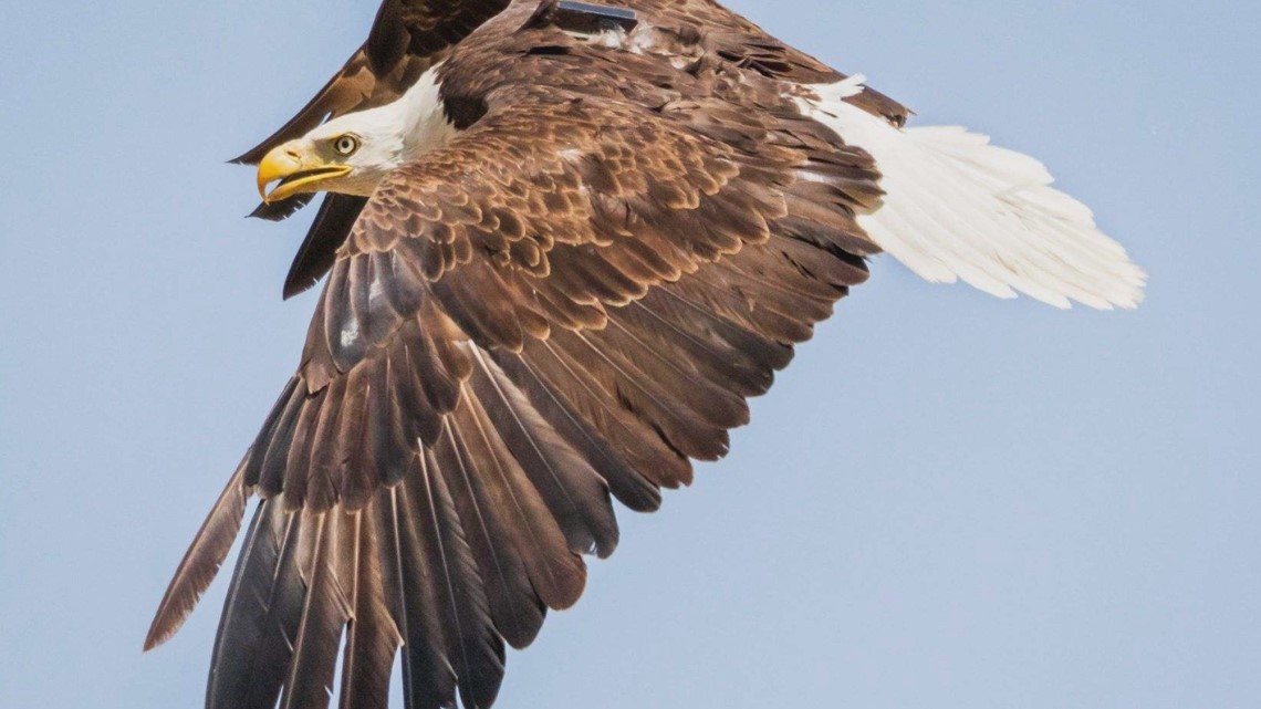 Record high bald eagle population in Colorado - Vimarsana News