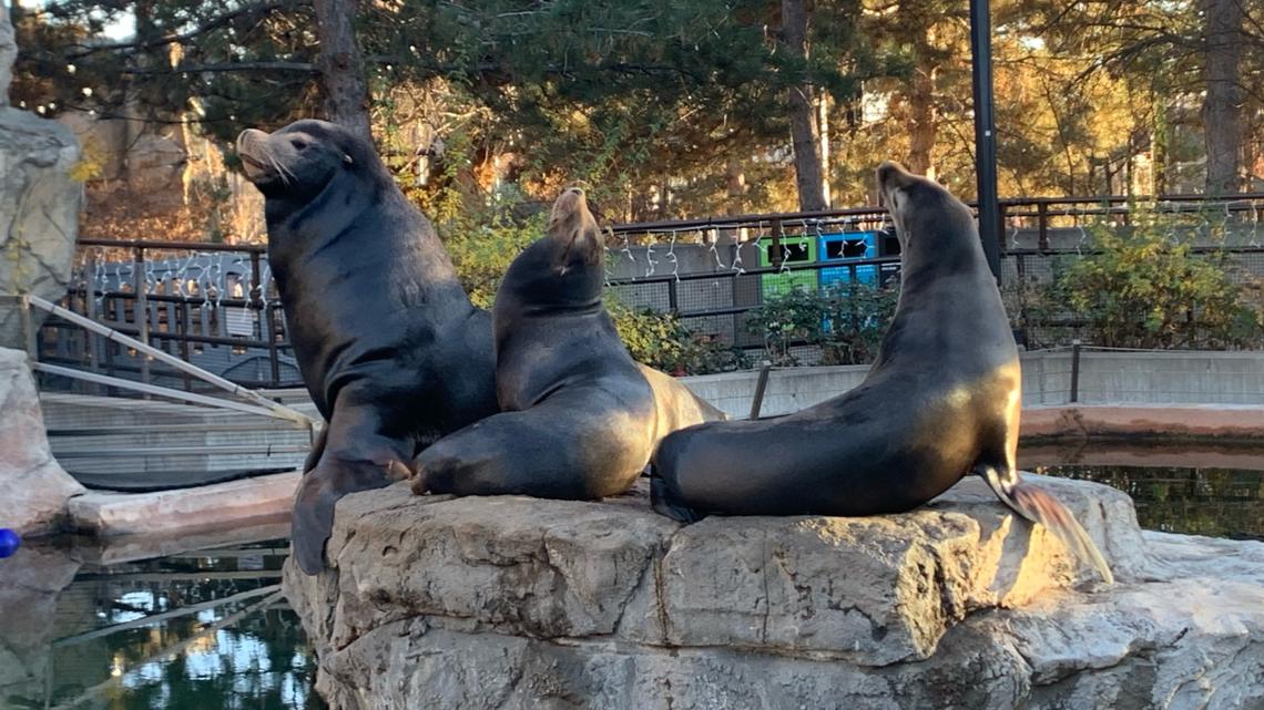 Lawsuit filed over $19 million sea lion habitat renovation at Denver Zoo