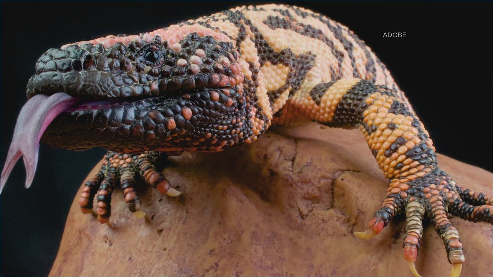 Both Gila monsters owned by a Lakewood man were purchased late last year, according to an animal control report.