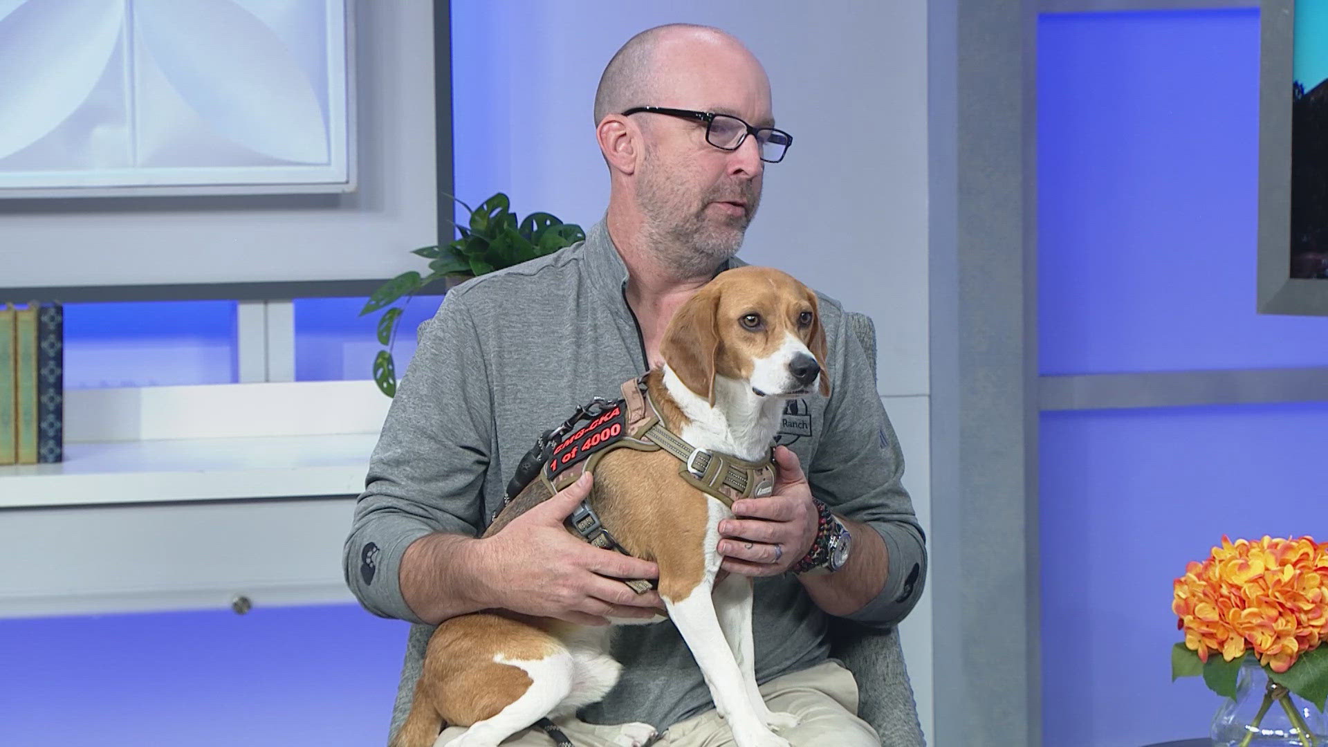 Kindness Ranch rescues beagles that were used in lab testing and rehabs them so that they can be adopted. Bruz Beers is hosting a meet the beagles event today.