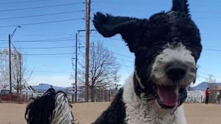 Denver dog a finalist in wacky pet name contest