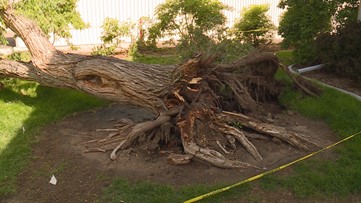 Trees thriving with frequent rain despite a few isolated issues