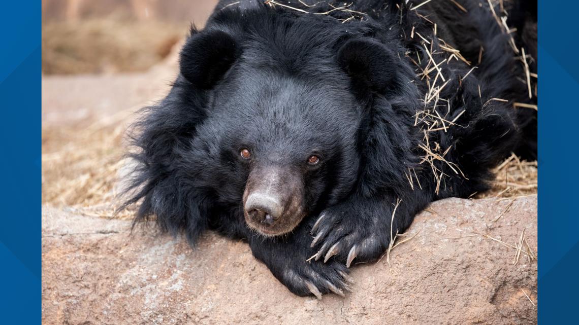 Cheyenne Mountain Zoo Euthanizes Oldest U.S. Asiatic Black Bear