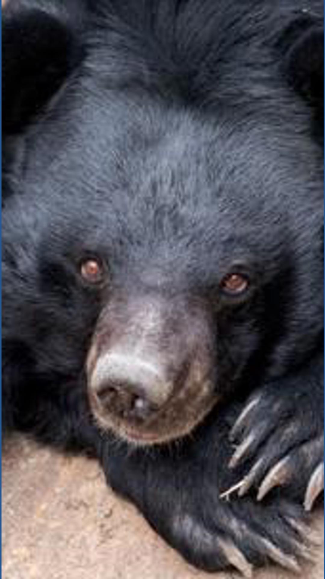 Beezler, Oldest US Asiatic Black Bear, Passes at Cheyenne Mountain