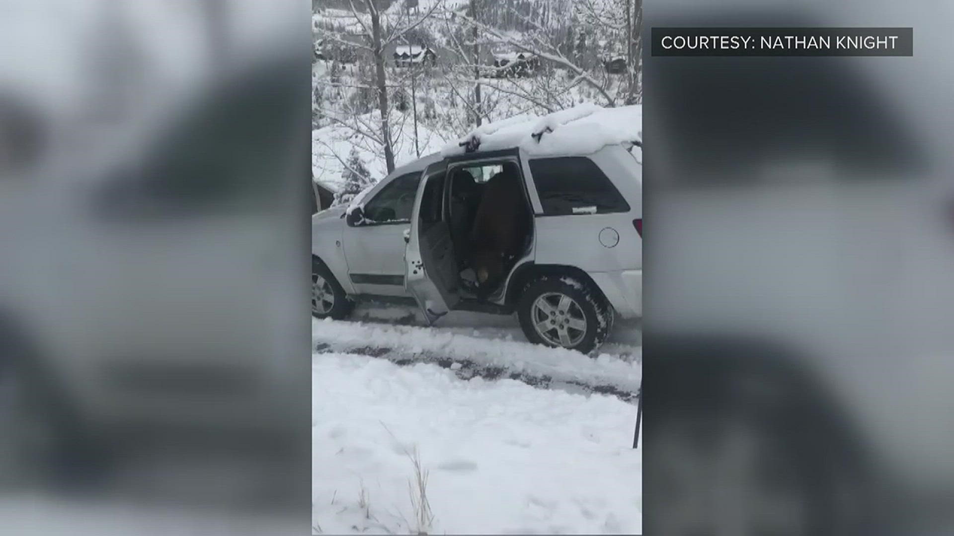 A bear broke into five Steamboat-area cars in three days. Steamboat resident Nathan Knight took video of a bear exiting a car and dumping over a trash can nearby.