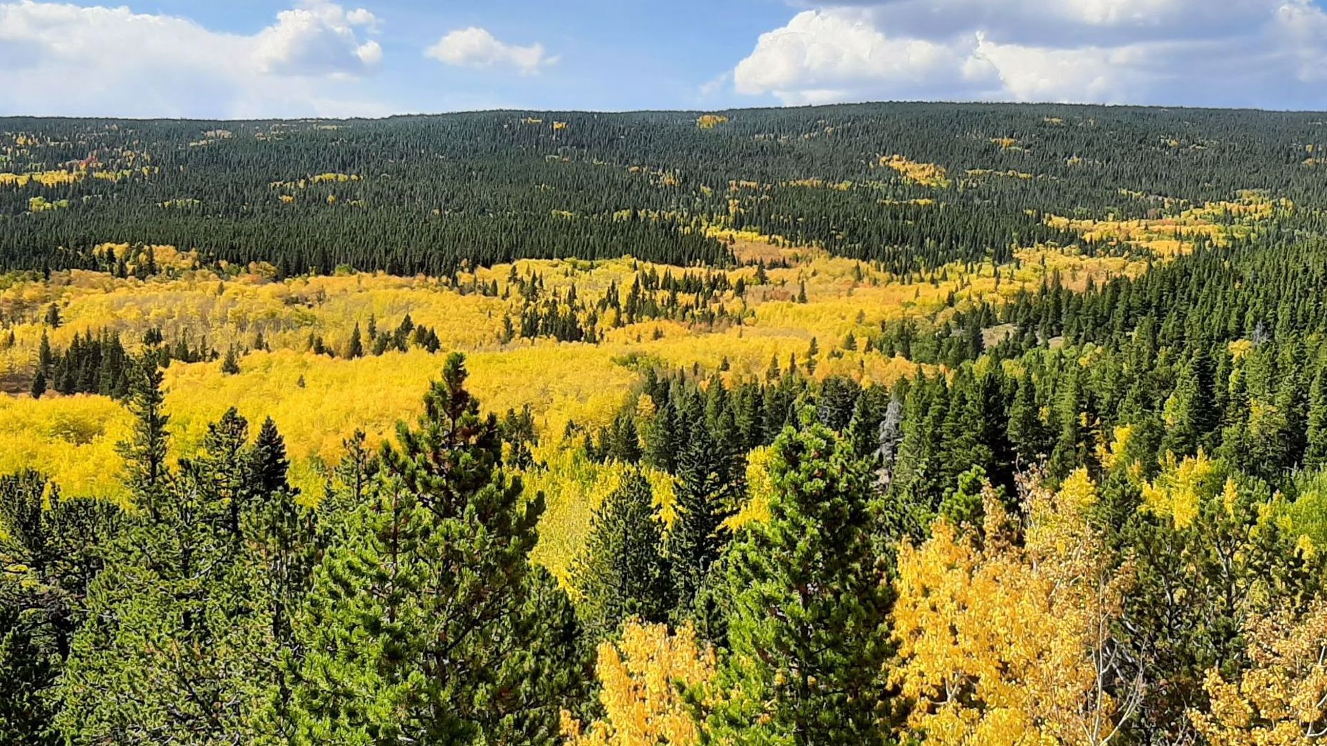 Colorado fall colors guide When and where leaves peak in 2021