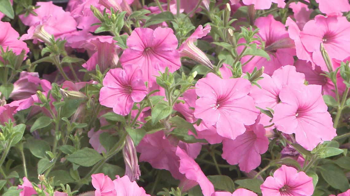 It s Getting Hot Outside What Can And Can t Be Planted Now Flipboard