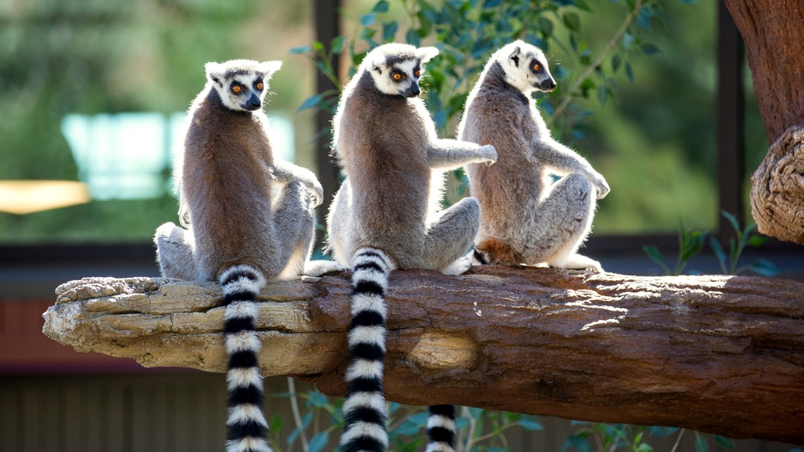 Cheyenne Mountain Zoo Voted 4th Best Zoo In Usa Today Awards 9news Com