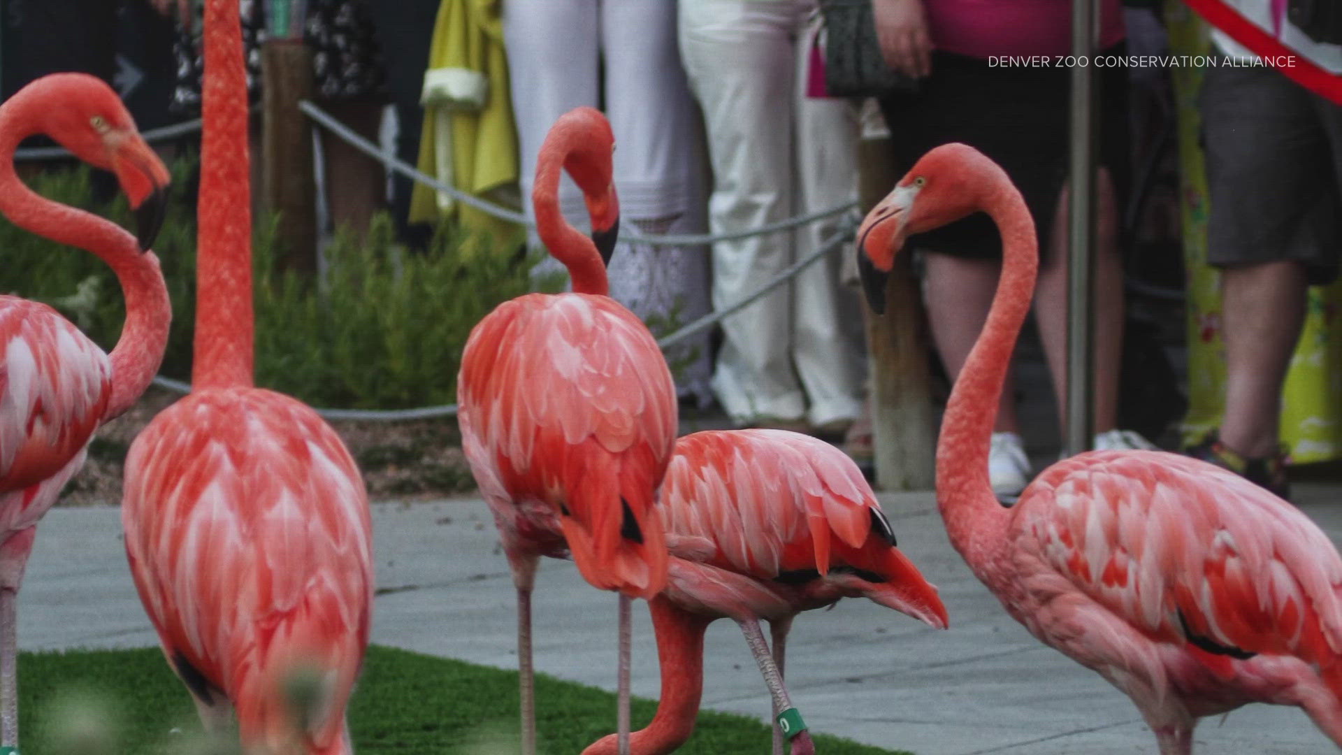 Denver Zoo Conservation Alliance is home to more than 2,500 animals representing 450 species.