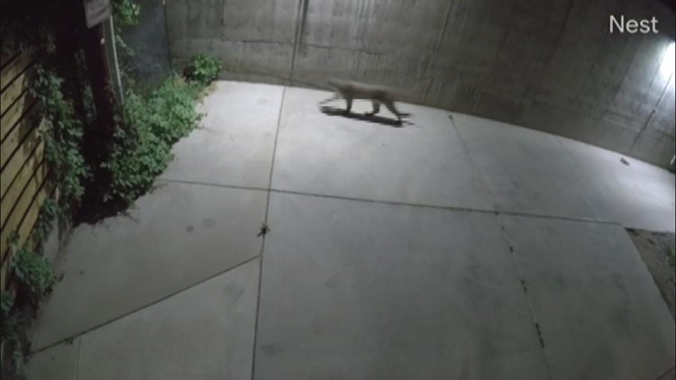 Mountain lion spotted in Denver