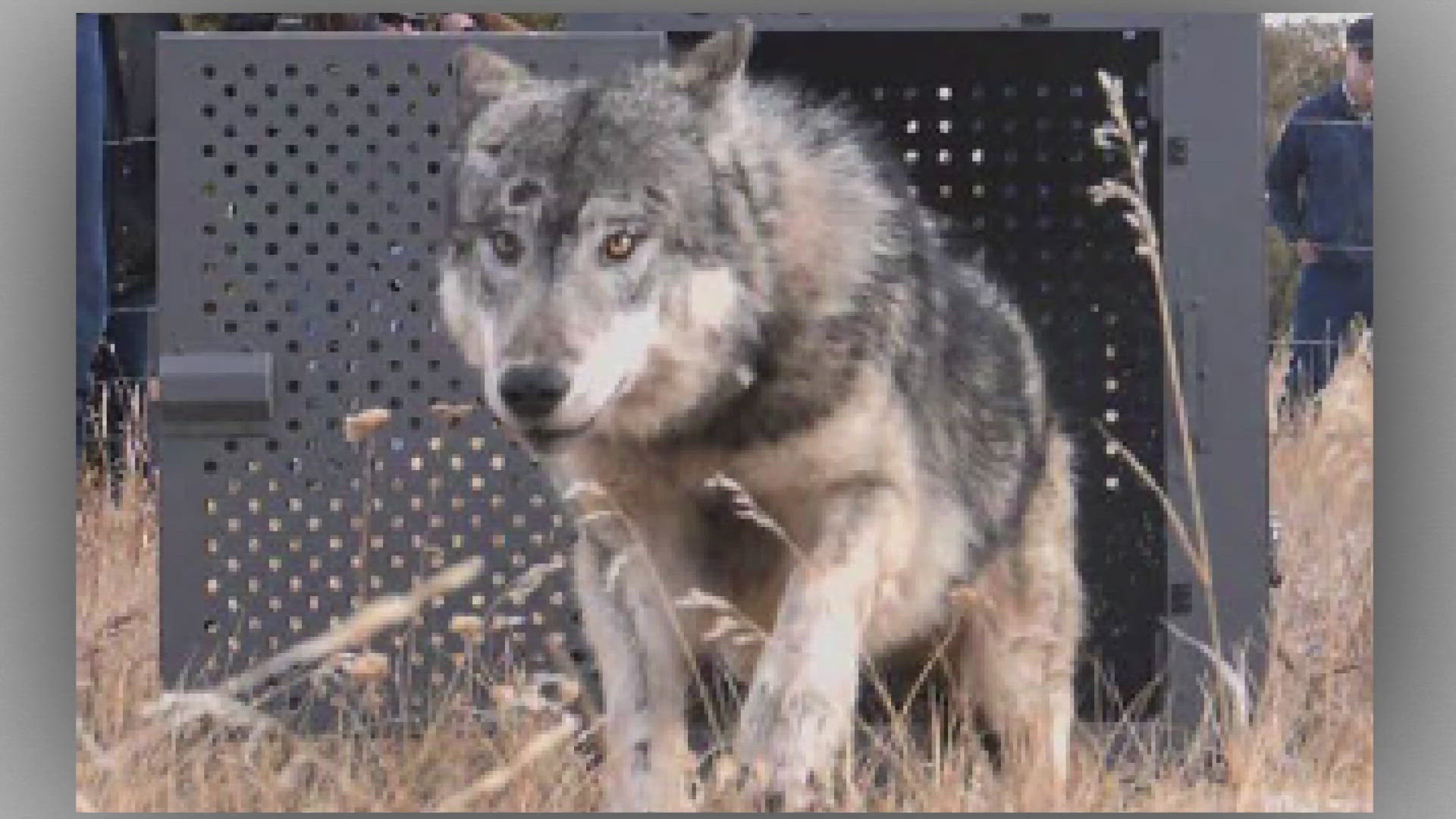 14 of 25 reintroduced wolves are dead | 9news.com