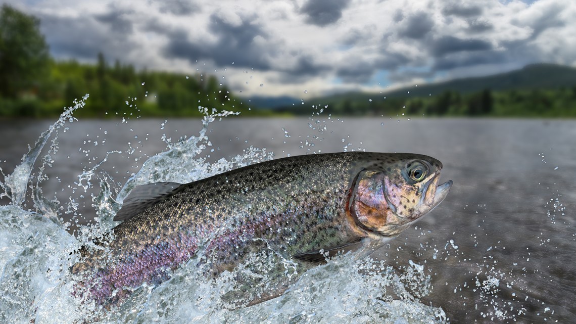 Free fishing this weekend in Colorado, CPW to give out 300 free fishing  poles for kids in Colorado Springs