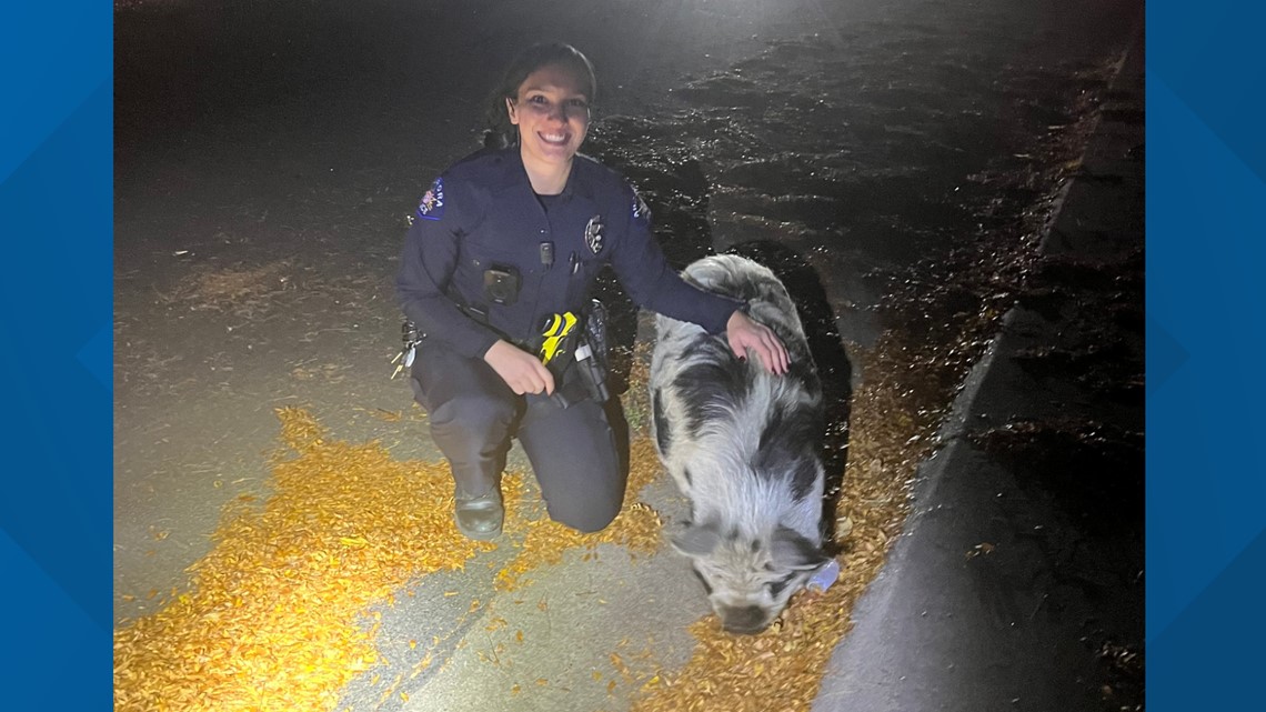 Aurora Police find lost pig's owners after wild Sunday night - Vimarsana News