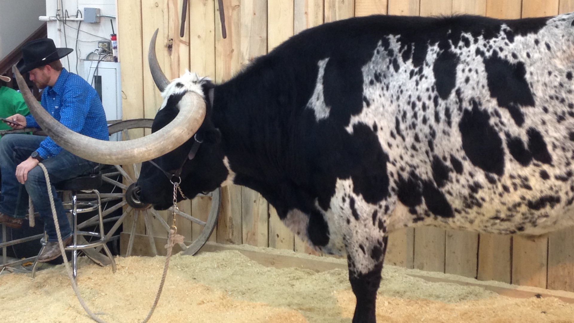 Star the Longhorn was featured on 9NEWS for the 2019 National Western Stock Show.