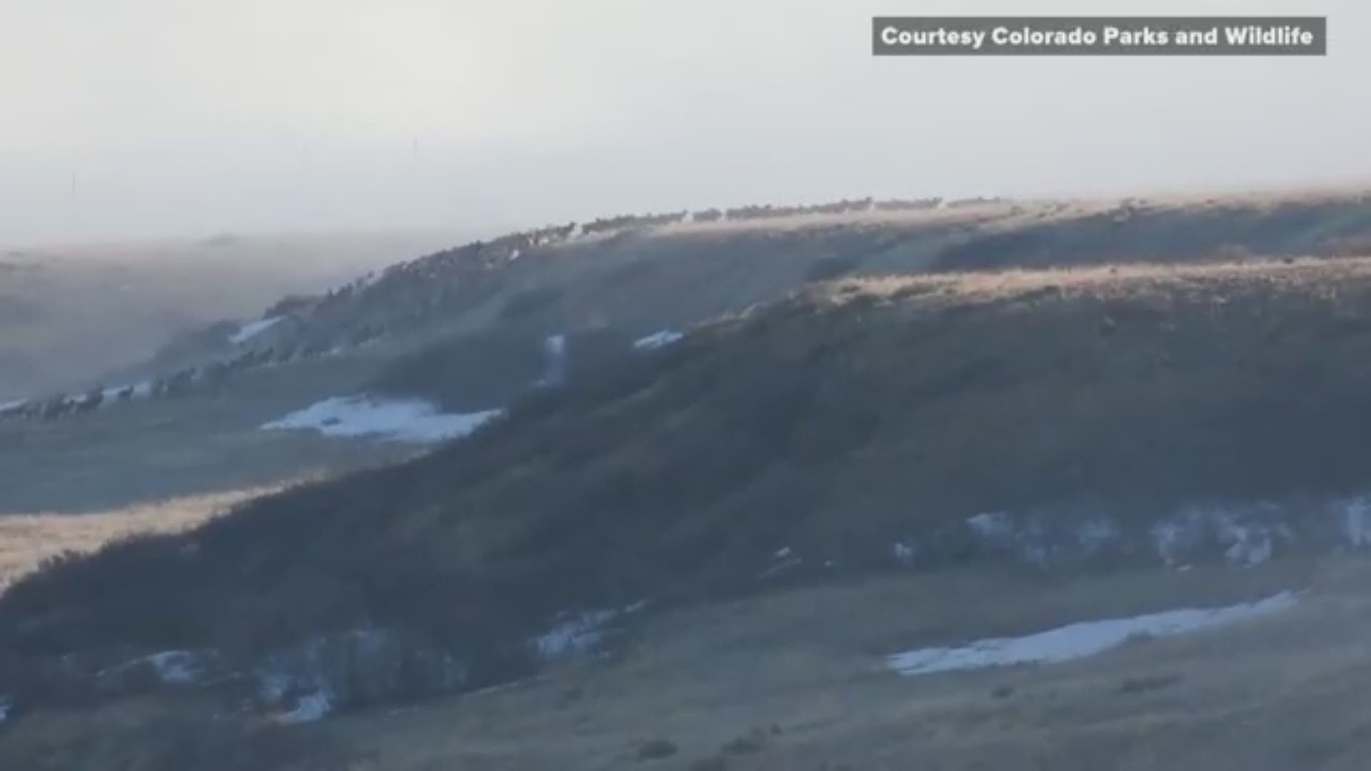 A herd of some 150 elk was spotted by Colorado Parks and Wildlife running together in the foothills 20 miles northwest of Denver.