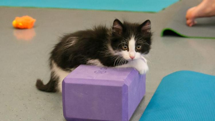 Cats & Mats Yoga