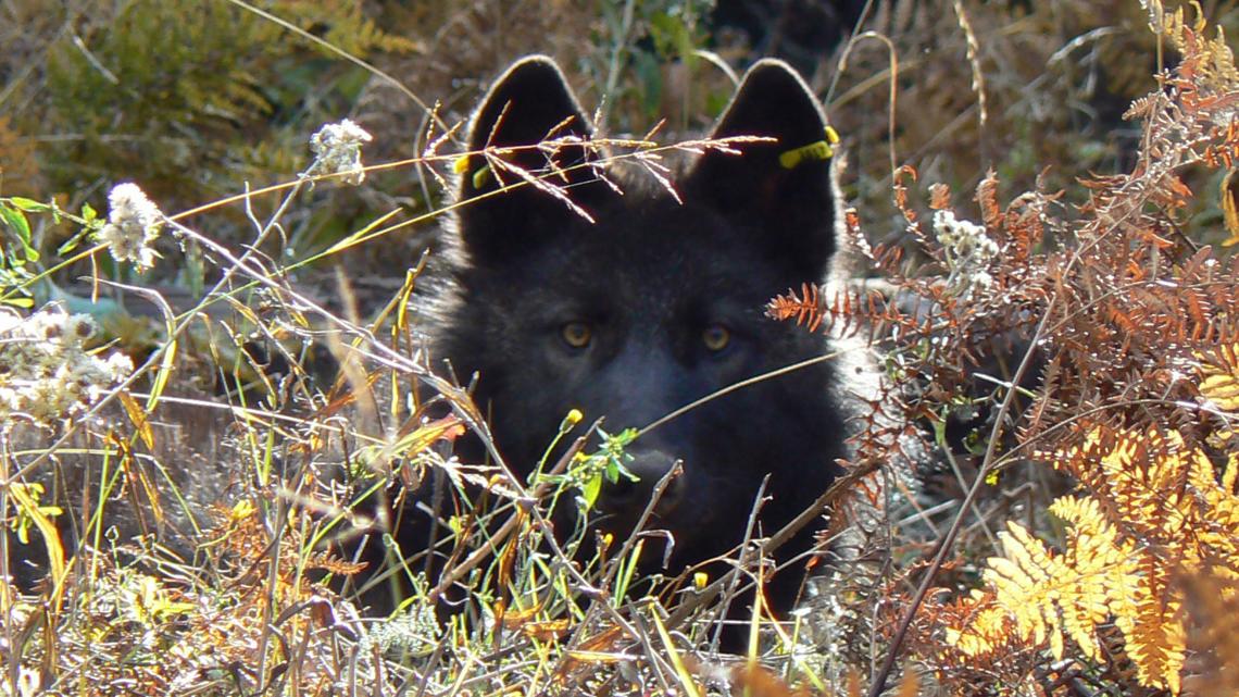 What to know about wolf reintroduction in Colorado - Vimarsana News