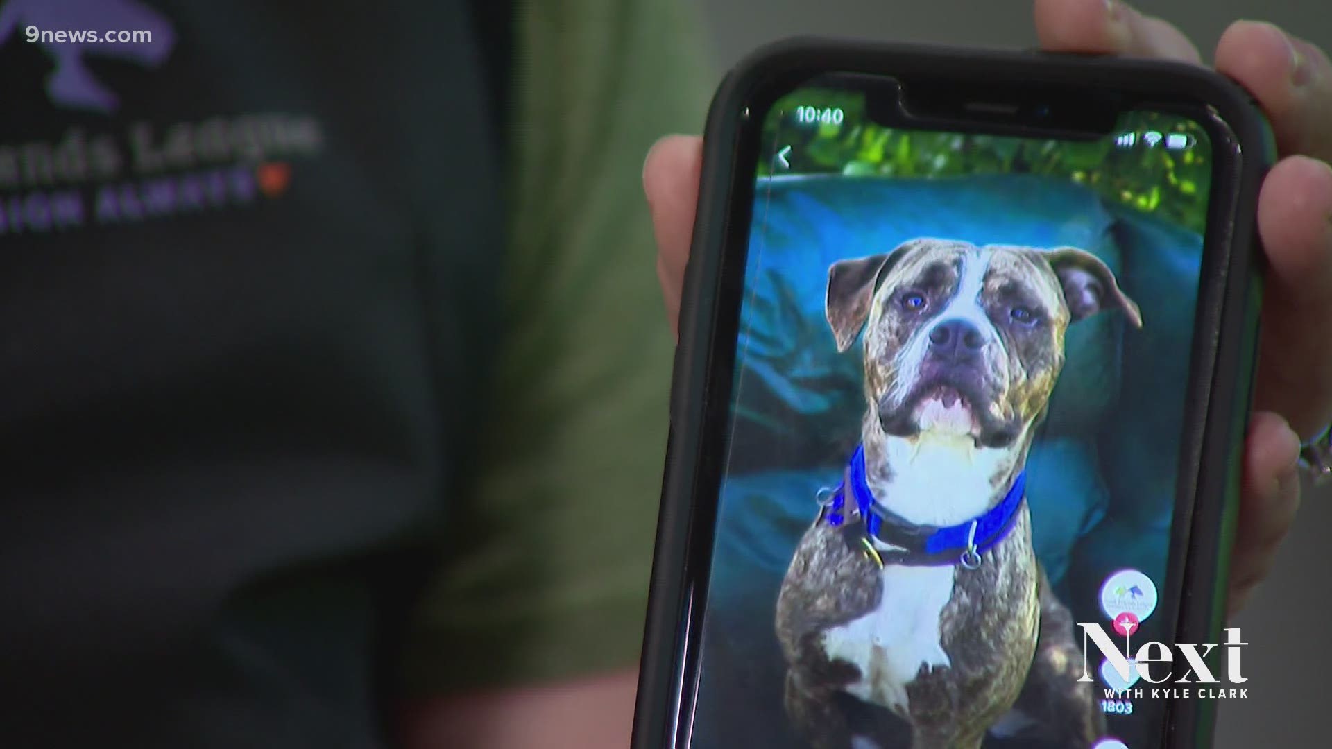 The demand for shelter pets went down after people stopped working at home for COVID. The Denver Dumb Friends League looked for new ways to find homes for pets.