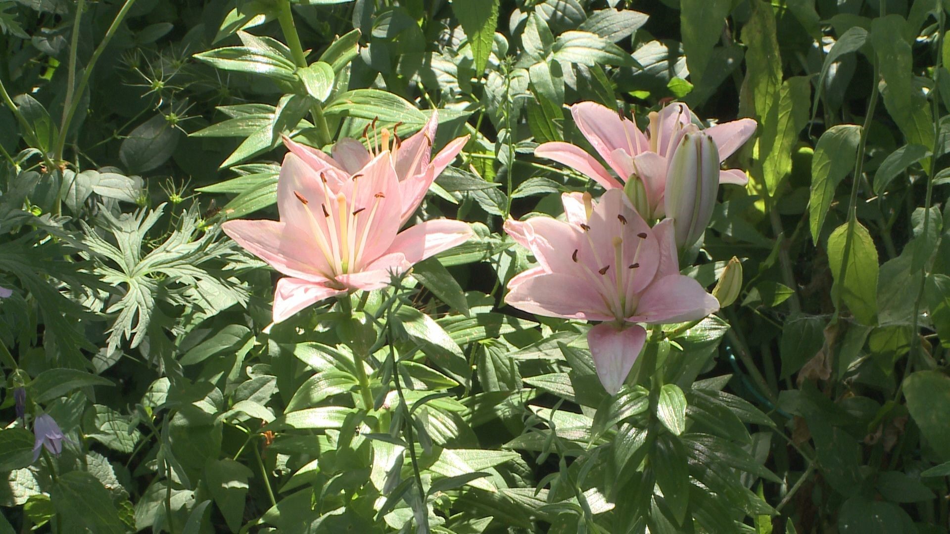 9NEWS Garden Expert Rob Proctor gives tips on how to keep your garden properly watered in the summer heat.