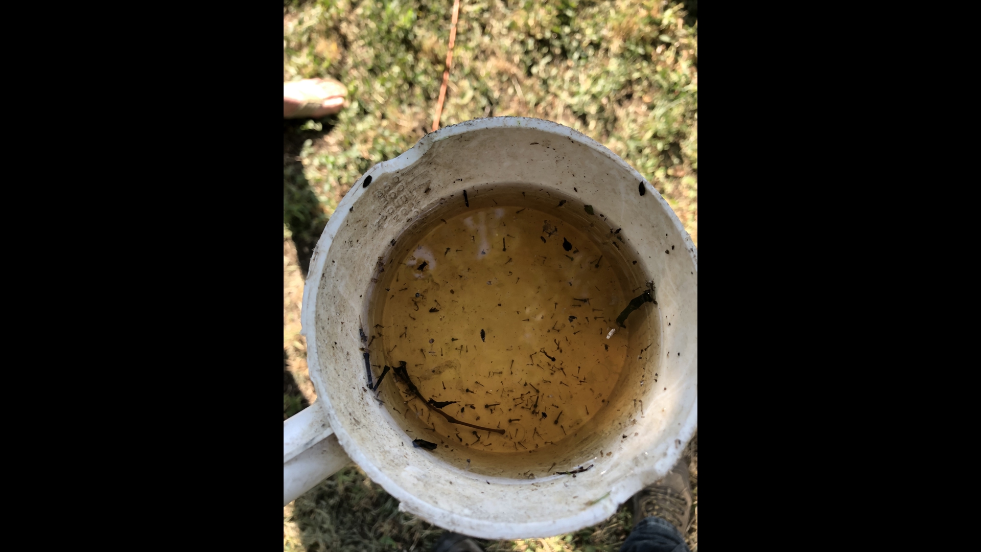 Mosquito larvae found during inspection.