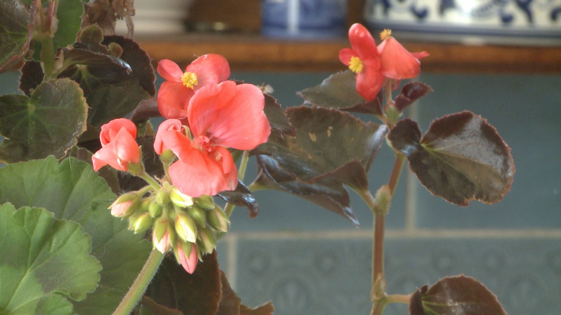 9NEWS Garden Expert Rob Proctor and friends show you how to care for and propagate geraniums.