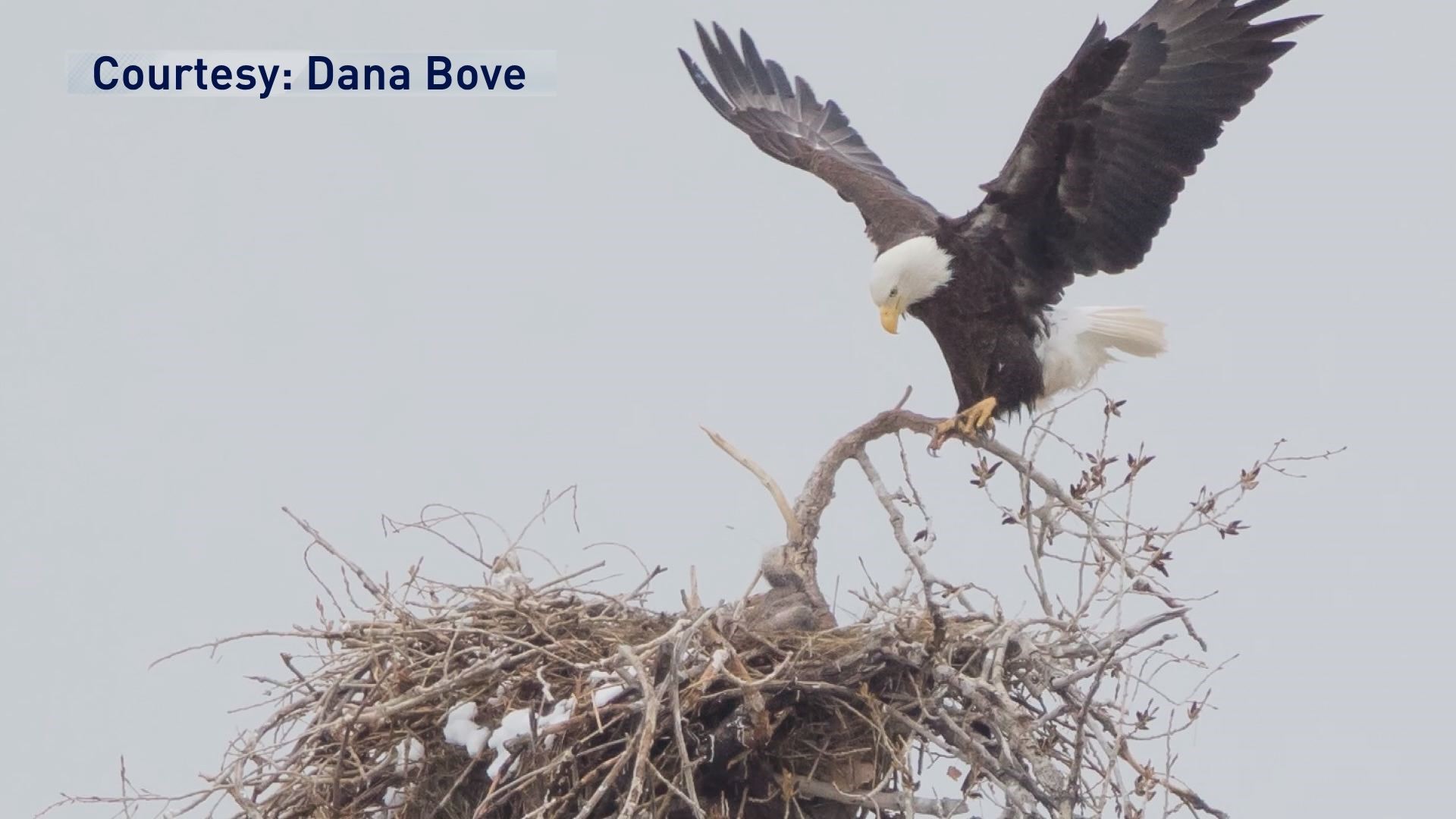 Developer seeks 'disturbance permit' to build near bald eagle nest in