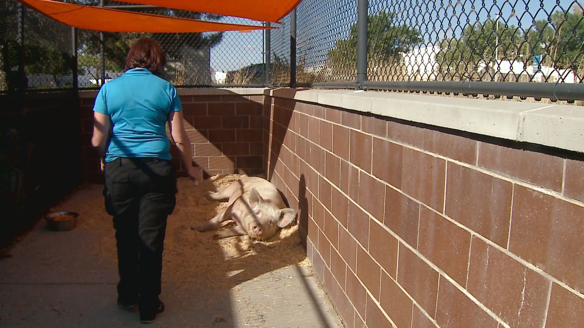 Fred, the pig who had city staff chasing him around town announced he's found a new home – he's leaving the shelter for a high school's livestock program in Eads, Co