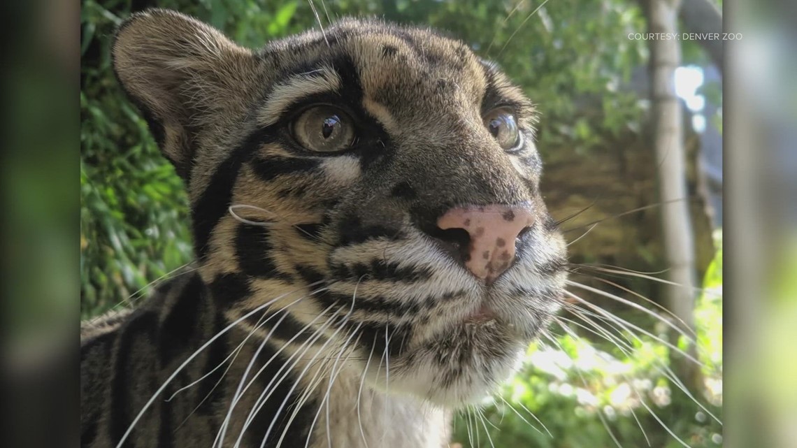 Denver Zoo Euthanizes Clouded Leopard | 9news.com