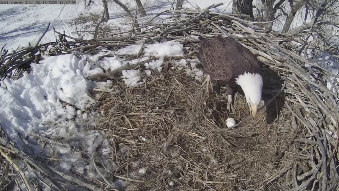 eagle nest with eggs